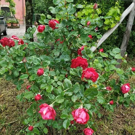 Il Melo Al Montesole Casa vacanze Orvieto